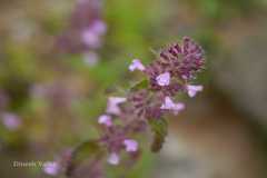 Clinopodium umbrosum